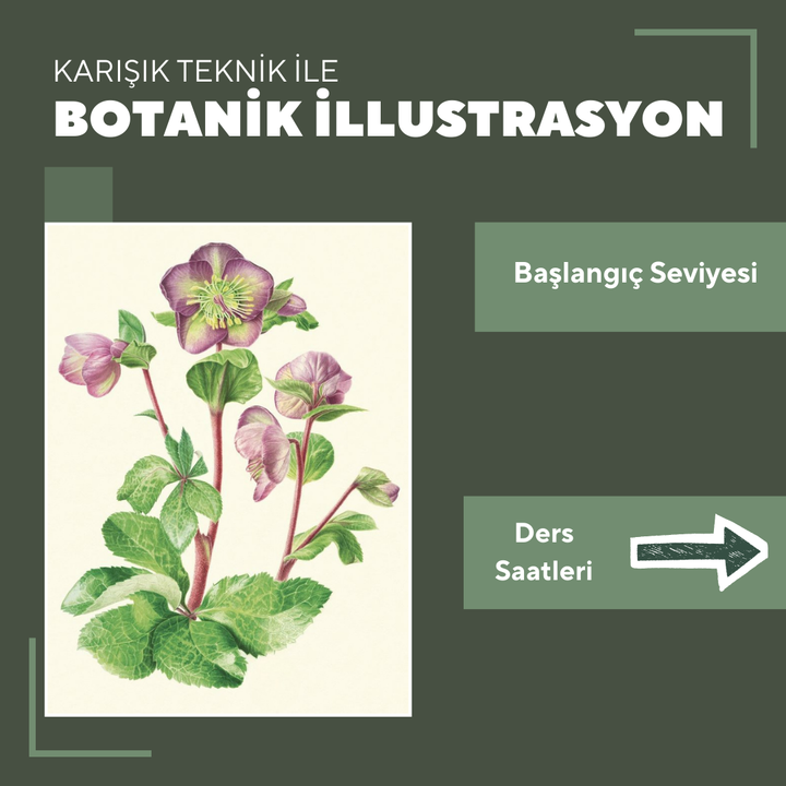Botanical Illustration - Face to Face